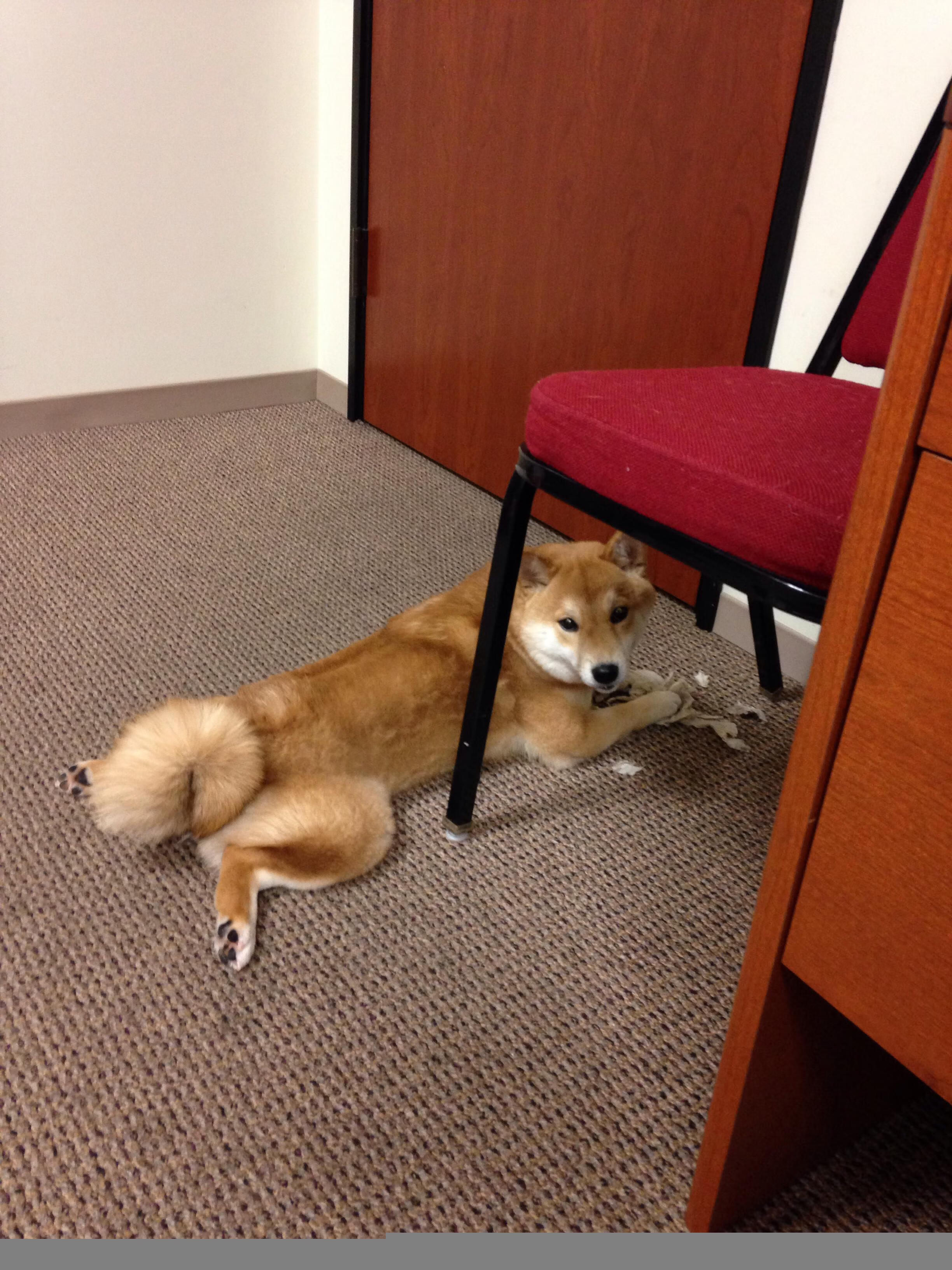 2001年西部决赛：沙奎尔·奥尼尔在对阵太阳的比赛中表现惊人，带领湖人实现逆转，成功晋级总决赛，当赛季夺冠。