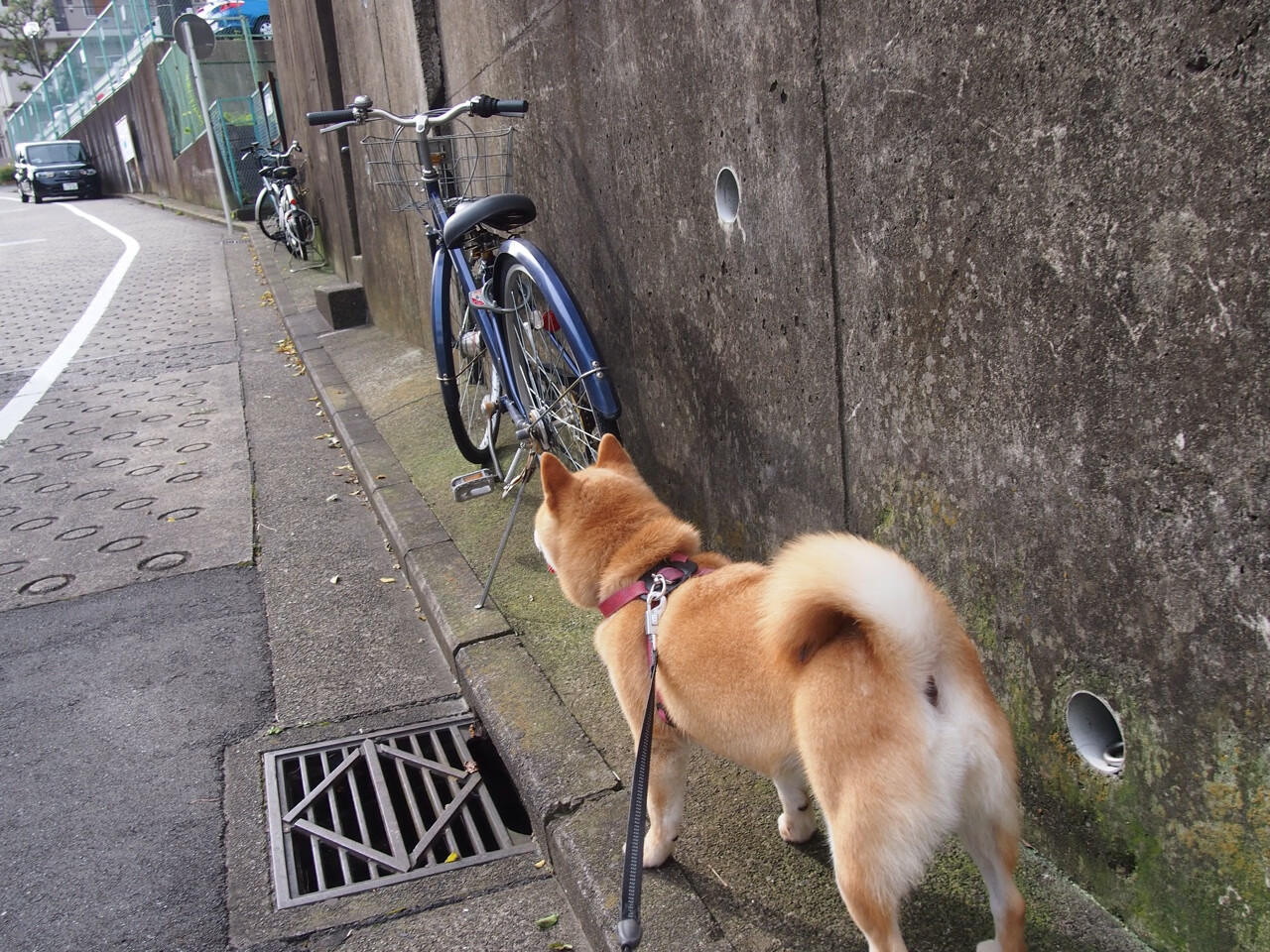 九游体育app-2016年第三轮：库里在关键战中三分绝杀，带领勇士差点翻盘成功，库里2016年西决超远三分是哪一场