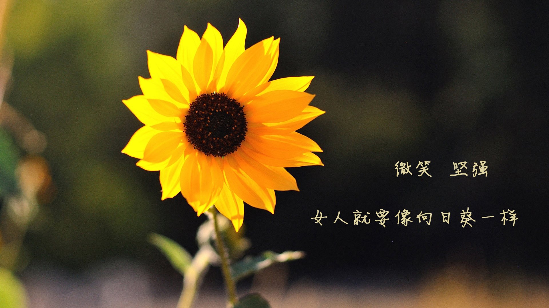 九游体育直播-2021年季后赛，库里的每一场远投都成为比赛的“焦点”，数场比赛投中五个以上三分球