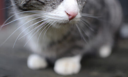 2021年季后赛，库里的每一场远投都成为比赛的“焦点”，数场比赛投中五个以上三分球