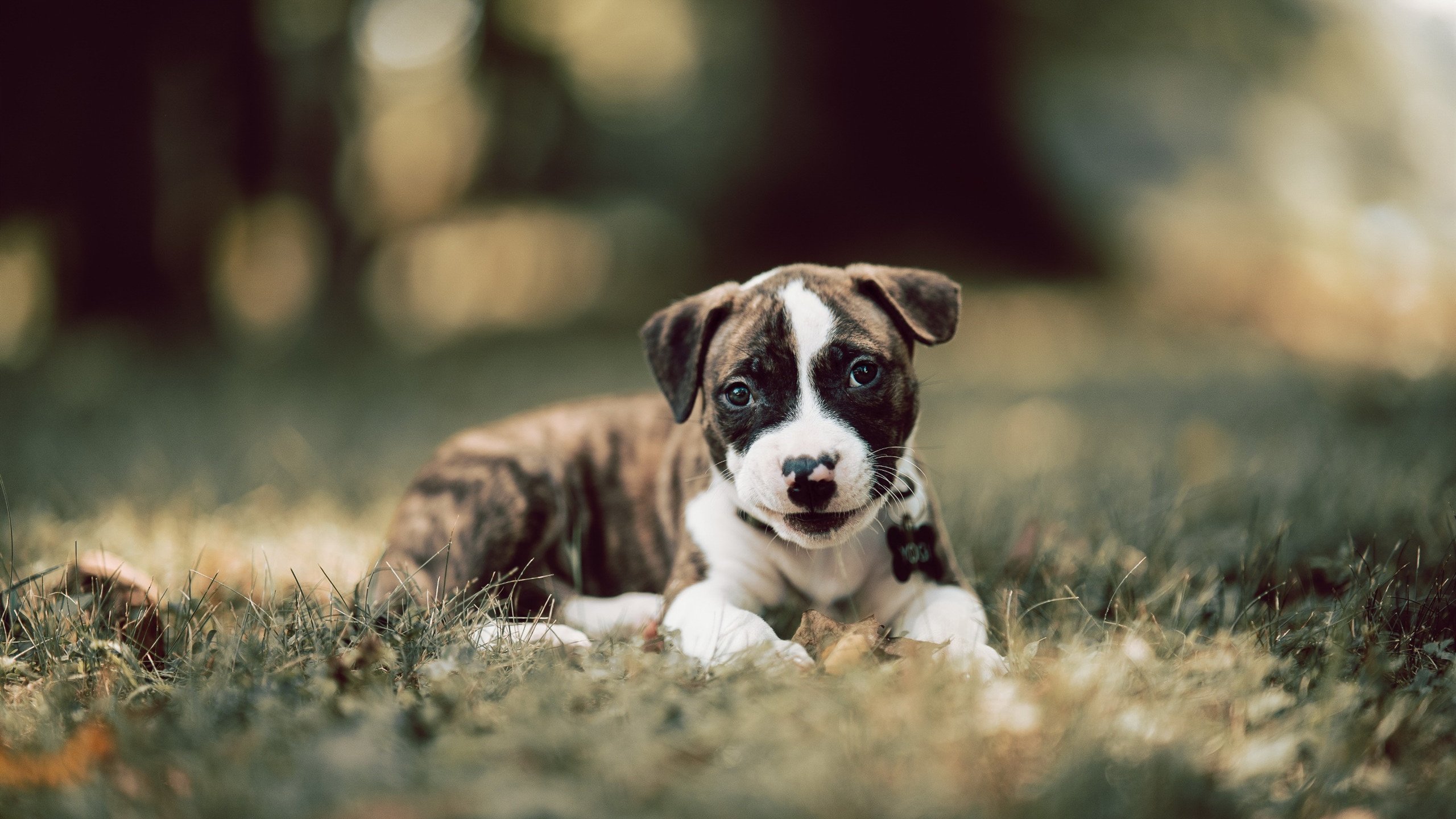 九游体育官方网站-“战术布置”——教你看懂车队的战略布局，车队组织架构