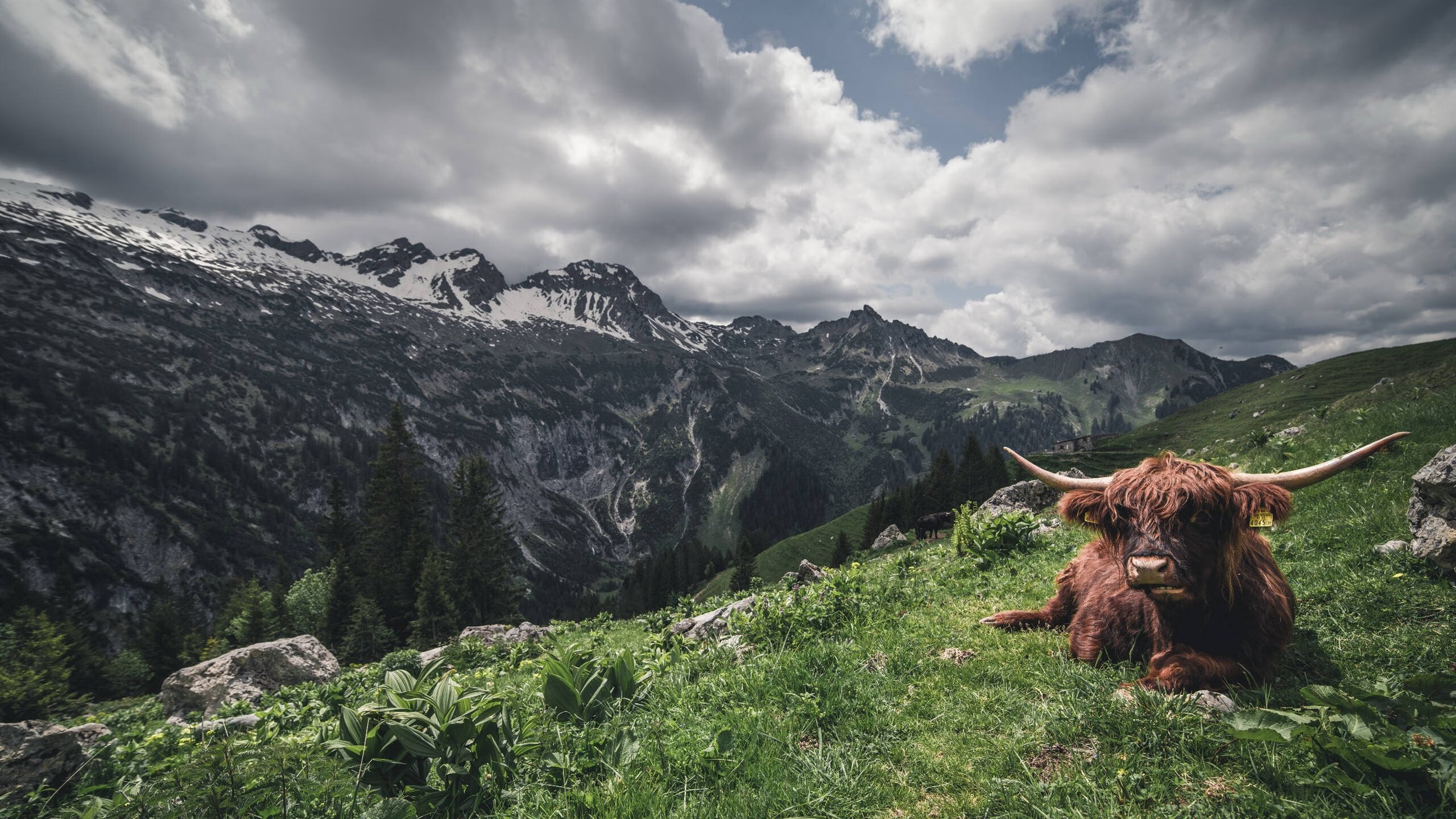 “战术布置”——教你看懂车队的战略布局，车队组织架构