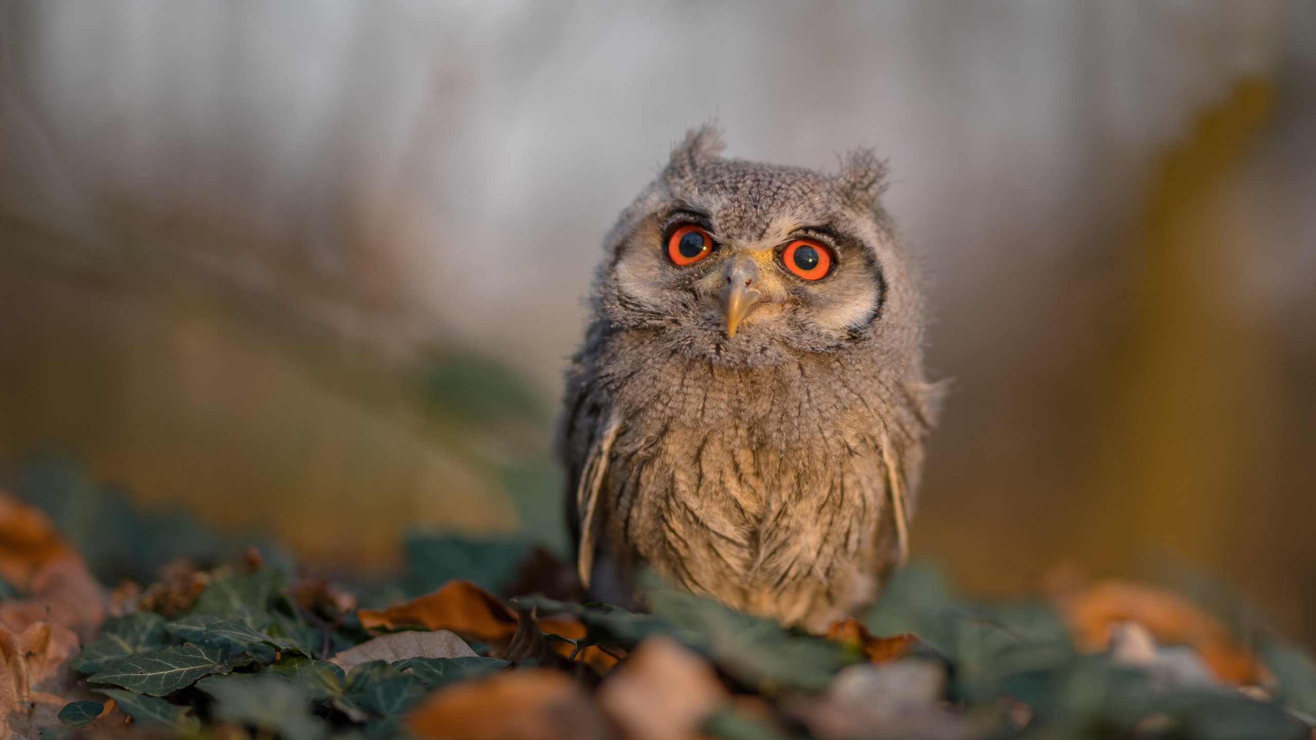 “未来已现：新能源赛车引领速度新革命”，未来新能源电车