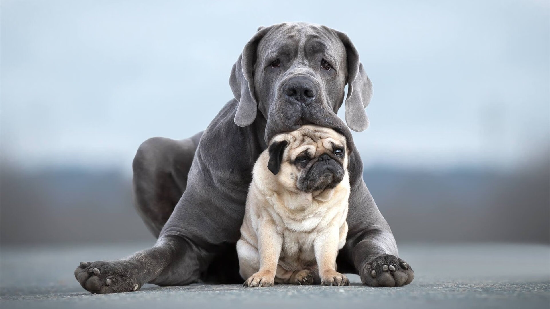 “足球场馆升级改造计划正式启动”，足球场馆面积有多大